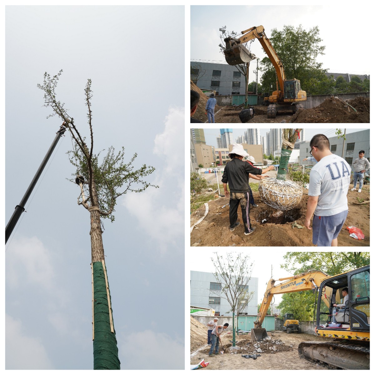 建设泰通家园 yh533388银河举办树木栽植活动